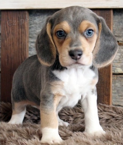 kr�sn� �t��ata beagle