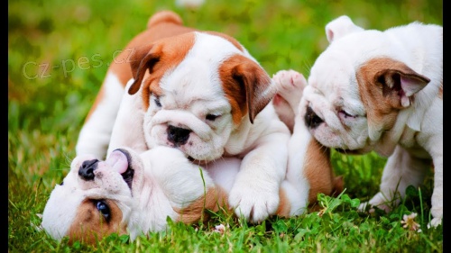 adoptujte �t��ata anglick�ho buldoka   bezplatn� adopce pro moje zdrav� �t��ata, jsou dob�e vy�koleni s rodokmenem mikro�ip� akc a v�emi dostupn�mi hra�kami kontakt spolu s va��m ��slem whatsapp