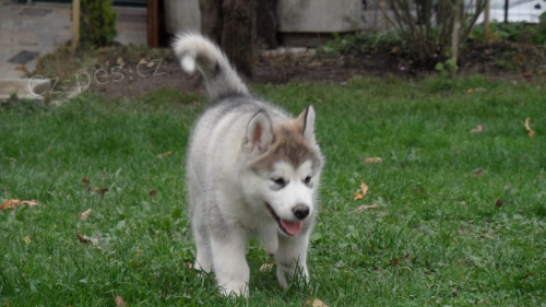 Aljask dti Malamute jsou k dispozici co nejdve