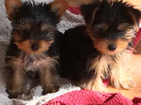 SKV�L� MU�SK� A �ENSK� �T��ATA YORKIE