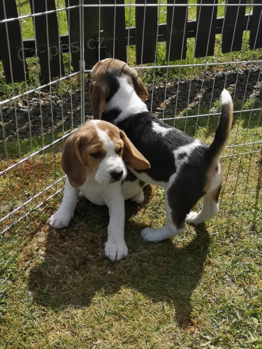 �t��ata Beagle p�ipravena