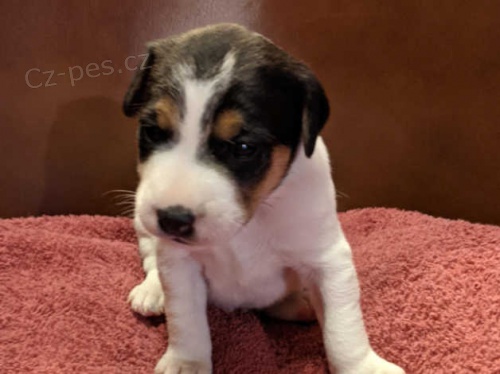 Kvalitn� �istokrevn� jack Russell