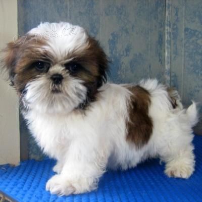 �t��ata shih-tzu na prodej.