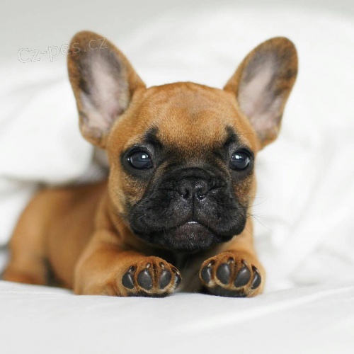 Francouzsk� buldo�ek k dispozici.