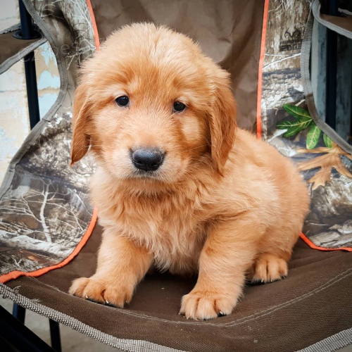 K dispozici �t��ata zlat�ho retr�vra.