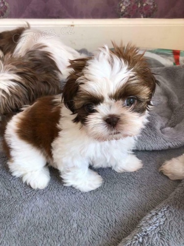 �t��ata shih-tzu na prodej.