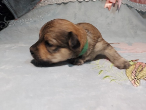 Havanese bichon �t��ata