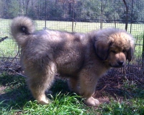 adoptujte �t��ata tibetsk� dogy