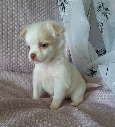 civava �t��ata jsou k dispozici, pros�m, kontaktujte spolu se sv�m ��slem Whatsapp.