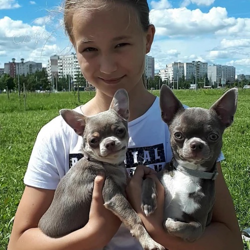 �t��ata �ivavy na prodej.