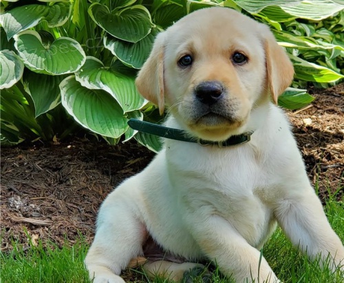 adoptujte kr�sn� �t��ata labradoraadoptujte kr�sn� �t��ata labradora