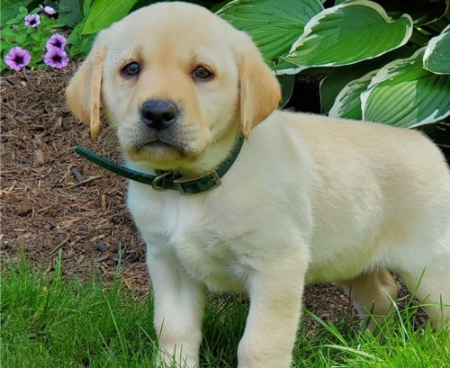 adoptujte kr�sn� �t��ata labradora