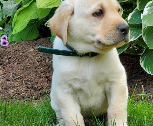 adoptujte kr�sn� �t��ata labradora