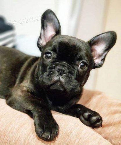 Francouzsk� buldo�ek