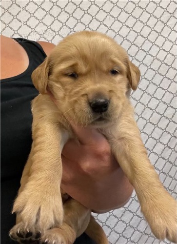 p�kn� �t�n� zlat�ho retr�vra