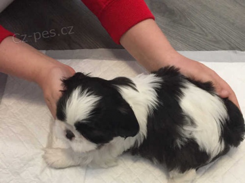 �ern� a b�l� �t��ata shih tzu