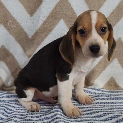 K dispozici jsou spoleensk tata Beagle