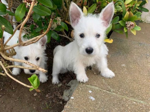 �t��ata West Highland