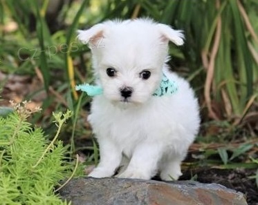 adoptujte kr�sn� maltsk� �t��ata