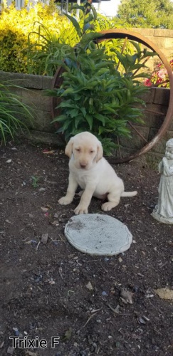 adoptujte kr�sn� �t��ata labradora