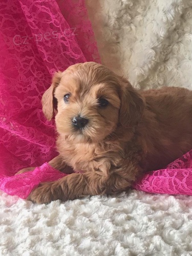 adoptujte kr�sn� �t���tka pudla