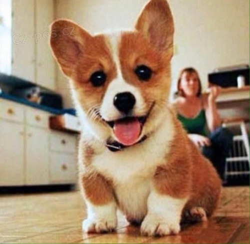 Welsh corgi �t��ata na prodej.