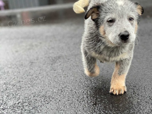 �t��ata australsk�ho hon�ck�ho psa, 