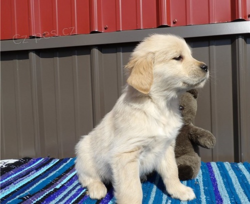 Zlat� retr�v�i 100%