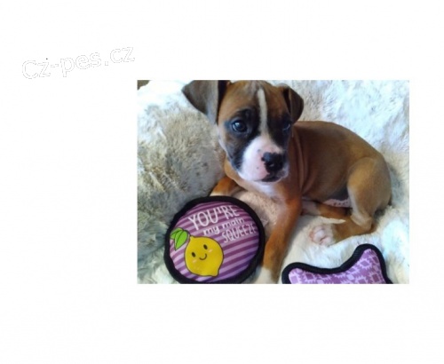 boxer �t��ata k dispozici