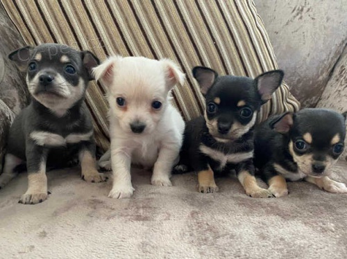 4 kr�sn� ohromuj�c� �ivava