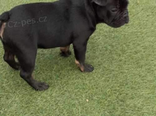 francouzsk� buldok �t��ata