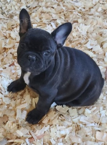 zdrav� �t��ata francouzsk�ho buldo�ka