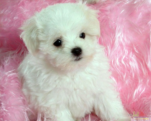 Maltsk� mini hra�ka �t�n�