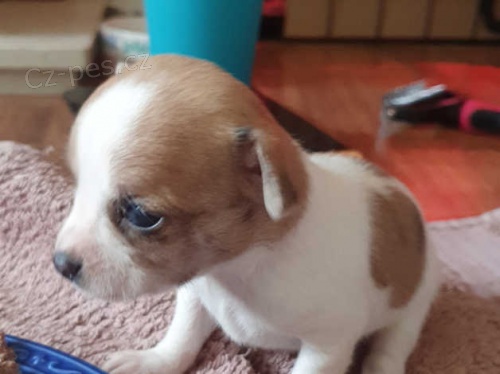 �t��ata �ivavy