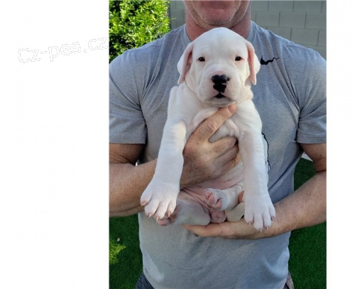 dogo argentino �t��ata