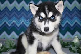 sibi�sk� husky