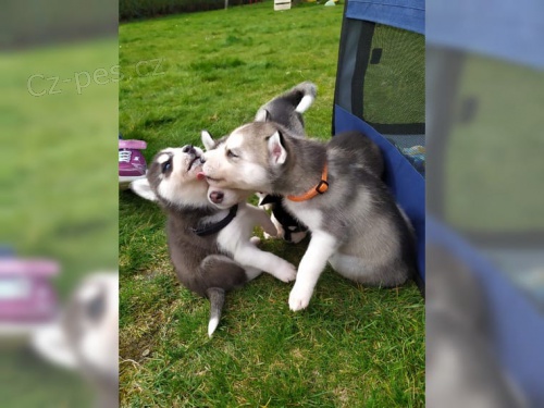 Sibi�sk� husky �pan�l s PP Rodokmen FCH
