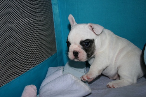 Kr�sn� francouzsk� buldok �t��ata na prodej.