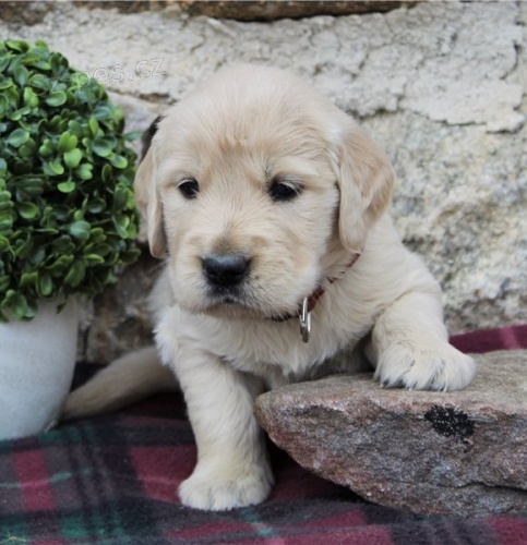 ڞasn� �t��ata zlat�ho retr�vra na prodej.