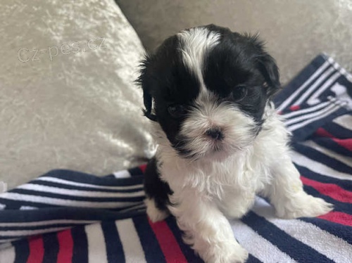 dobr zprvy! roztomil tata shih tzu