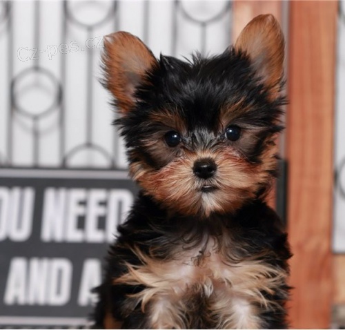 2 krsn tata Yorkie