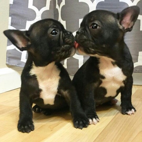 Francouzsk� buldo�ek �t��ata