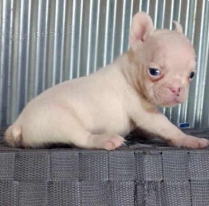 kr�sn� francouzsk� buldo�ek �t��ata na prodej