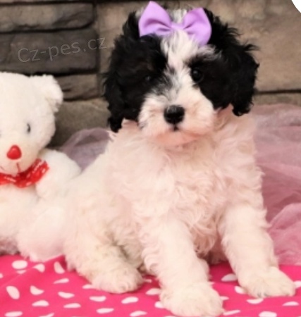 krsn ttka Caroline bernedoodle k adopci