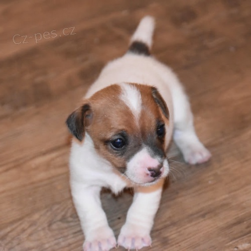 Kr�sn� a rozko�n� �t���tka Jack Russell na prodej.
