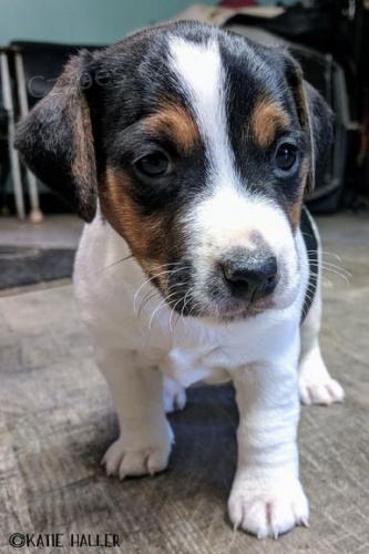 Jack Russell �t��ata na prodej.