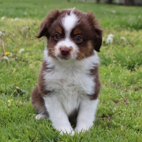 Rozko�n� �t��ata australsk�ho ov��ka na prodej