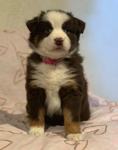 australsk�ho ov��ka na prodej