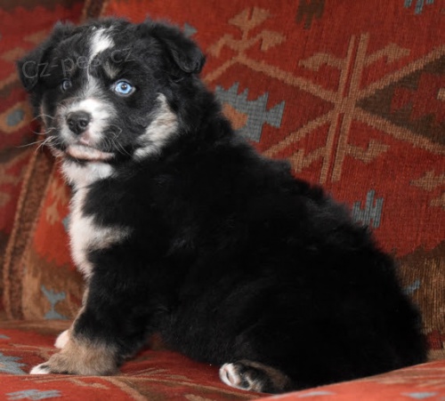 Rozko�n� �t��ata australsk�ho ov��ka na prodej