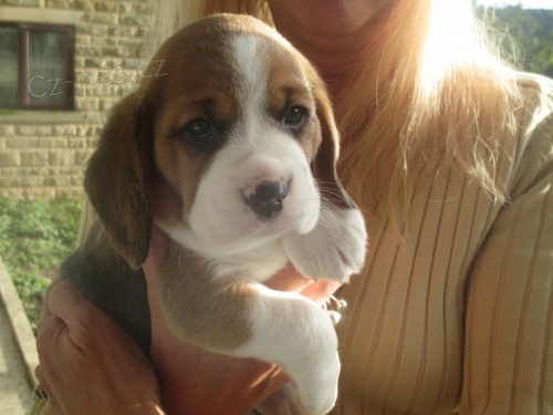 trikol�ra �t��ata beagle na prodej.